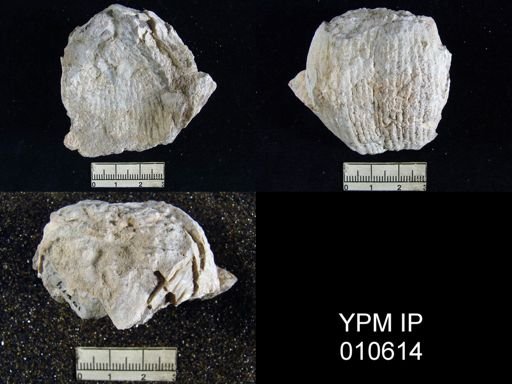 Productus ivesi