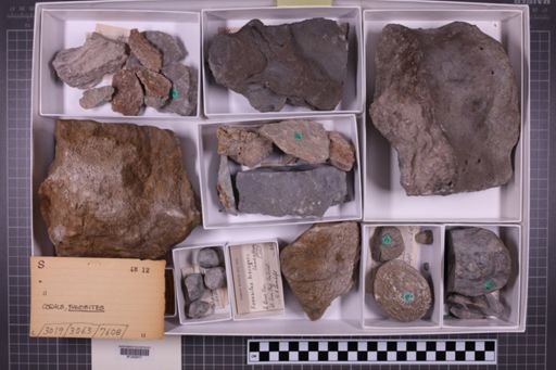 mixed taxa, stratigraphic collection