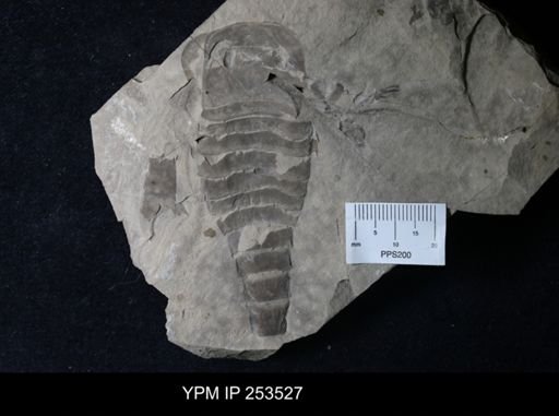 Eurypterus sp.