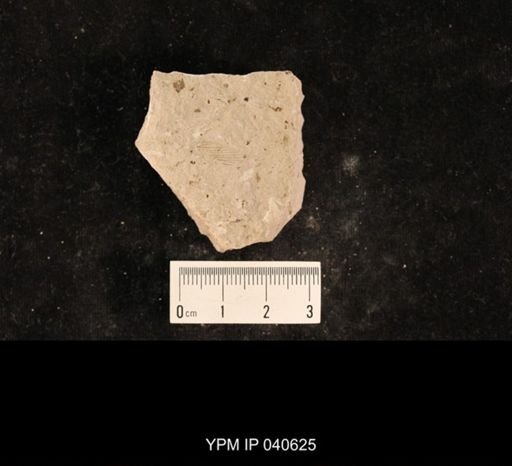 Demopterum gracile