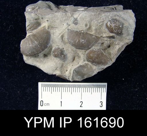 Plectambonites glabra