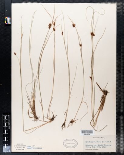 Rhynchospora fusca