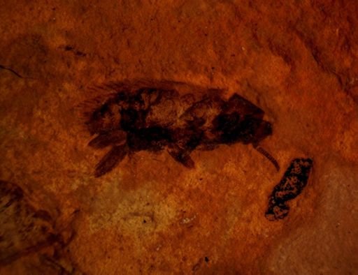 undet. Blattaria