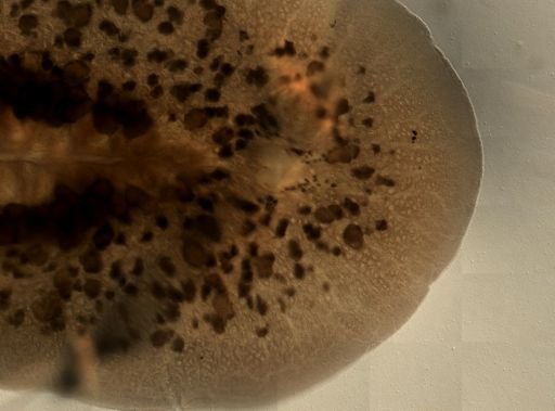 Pleioplana atomata