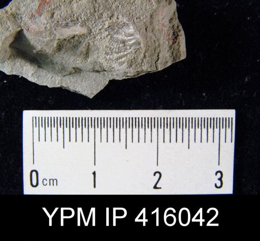 Productus cora