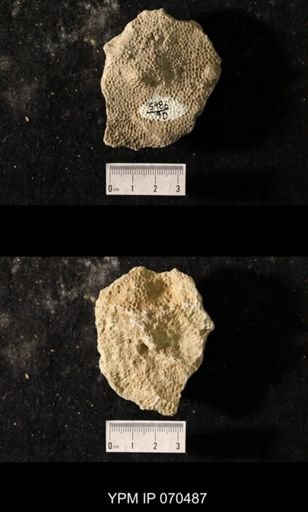 Favosites louisvillensis