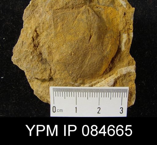 Brachyprion anticostiense