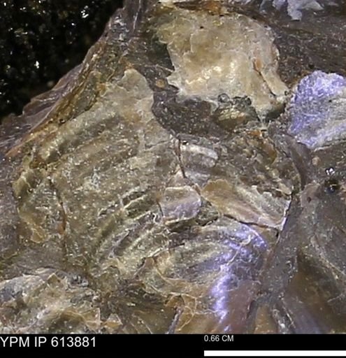 Inoceramus sp.