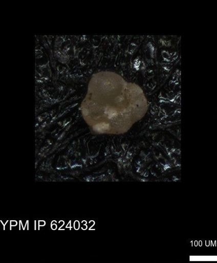 undet. Foraminiferida