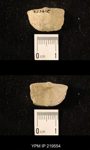 Chonetes granulifer