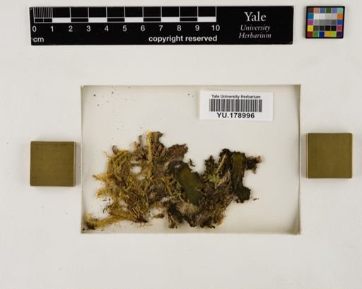 Plantae