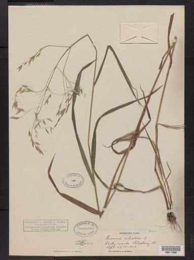 Bromus ciliatus