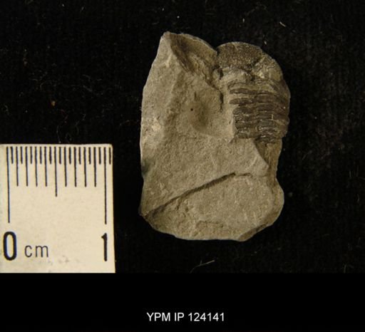 Phacops rana