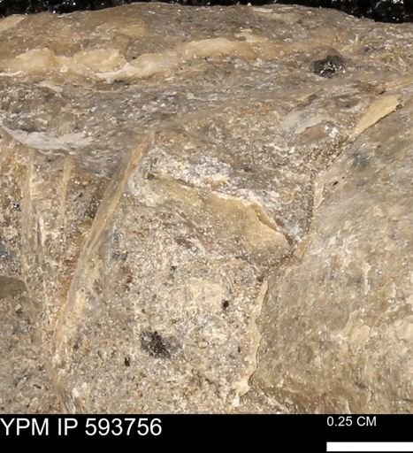 Baculites sp.