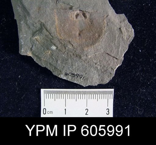 Nervostrophia sp.