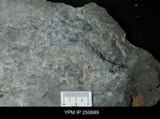 undet. Carcinosomatidae