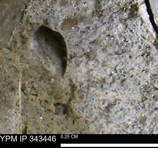 undet. Bivalvia