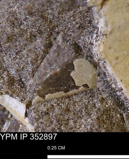 undet. Mollusca