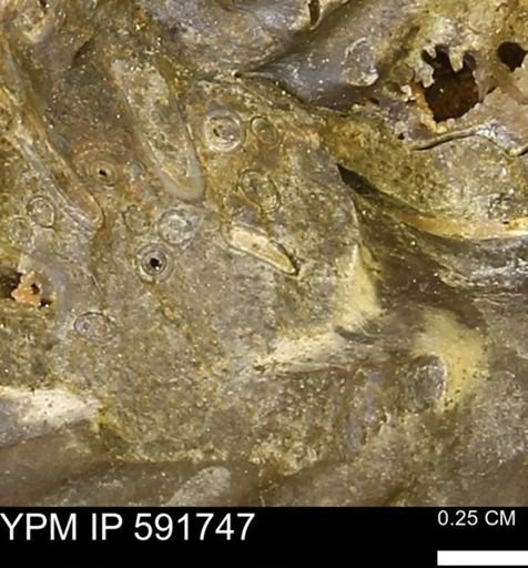 Serpulidae