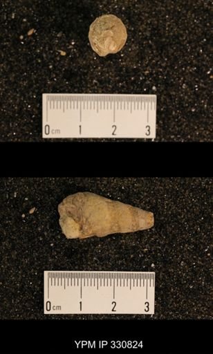 Meekospira peracuta choctawensis