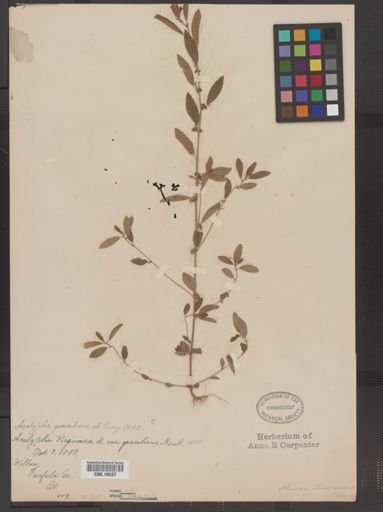 Acalypha gracilens