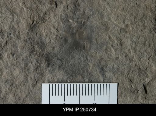 Lingula sp.
