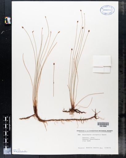 Eleocharis elliptica