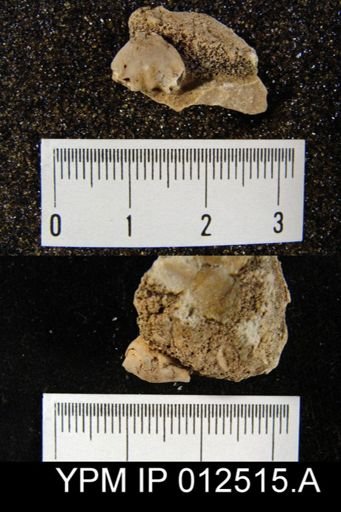 Pugnoides swallowianus