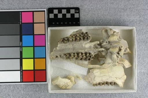 Eporeodon major