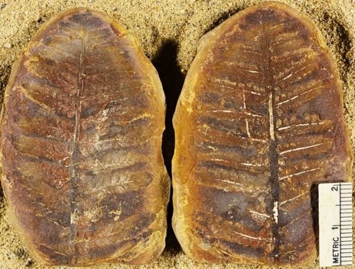 Pecopteris