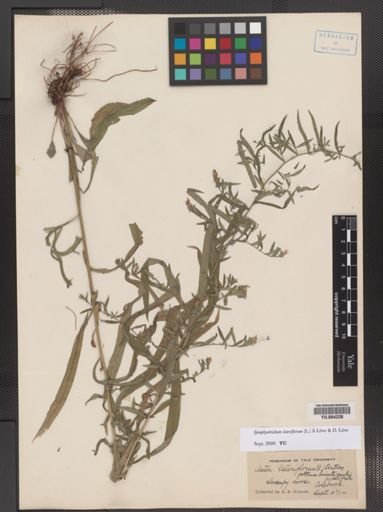 Symphyotrichum lateriflorum