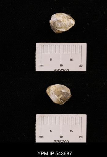 Protocardia sp.