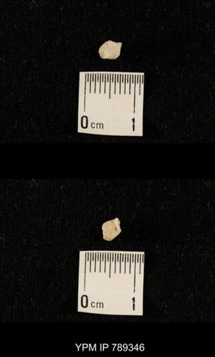 undet. Bryozoa