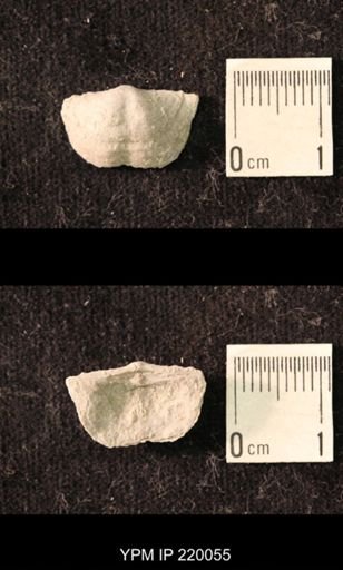 Chonetina flemingi alata