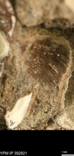 undet. Bivalvia