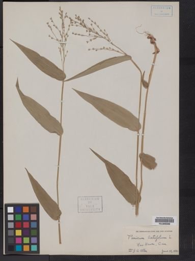 Panicum latifolium