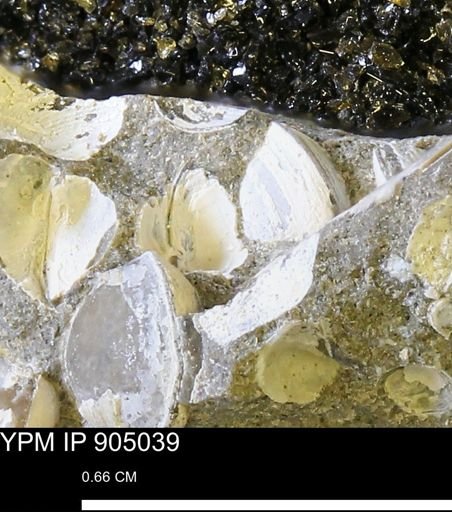undet. Bivalvia