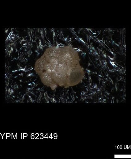 undet. Foraminiferida