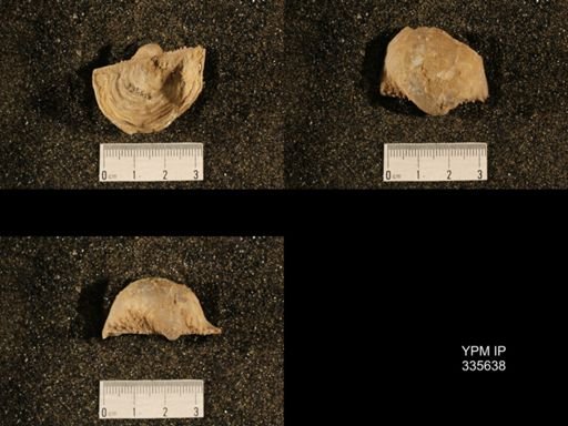 Linoproductus sp.