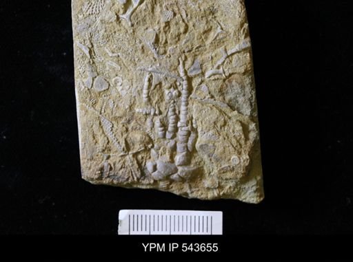 Cymbiocrinus?