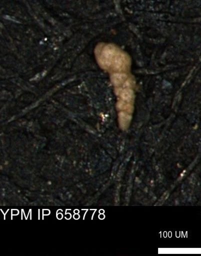 Verneuilinoides kansasensis