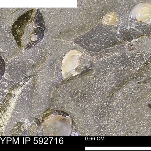 undet. Bivalvia