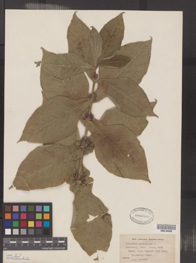 Triosteum perfoliatum