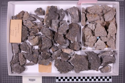 mixed taxa, stratigraphic collection