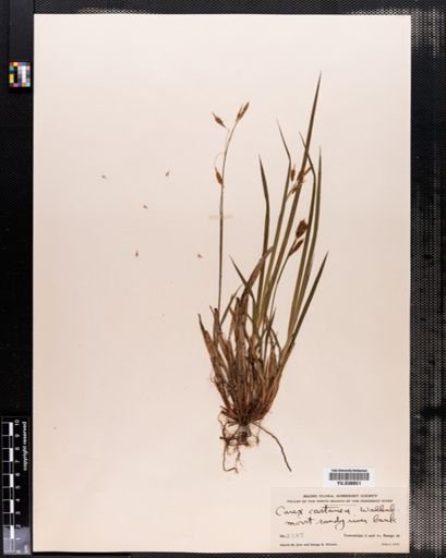 Carex