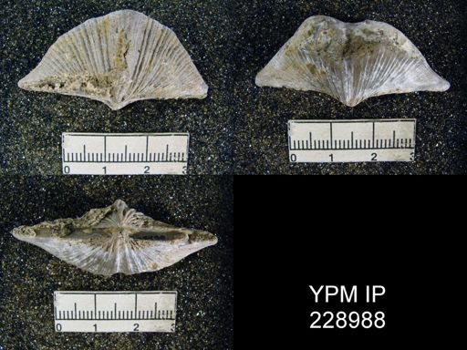 Neospirifer kansasensis