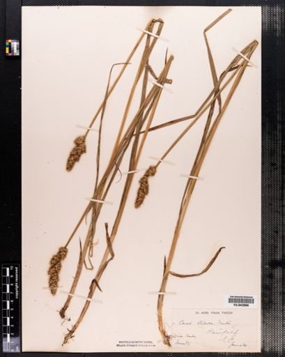 Carex stipata