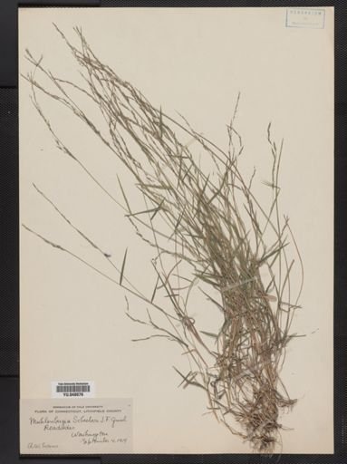 Muhlenbergia schreberi