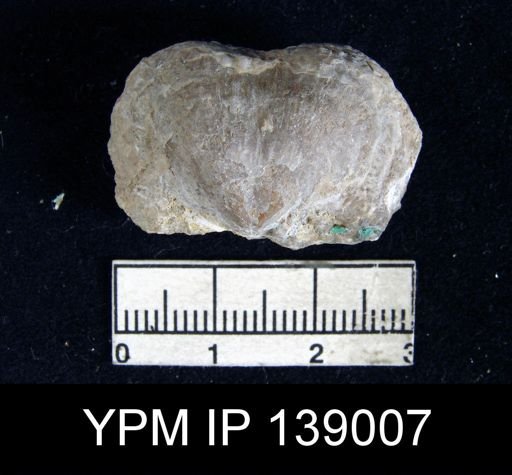 Productus (Waagenoconcha) sp.