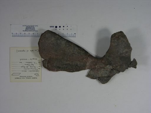 Ophiacodon mirus